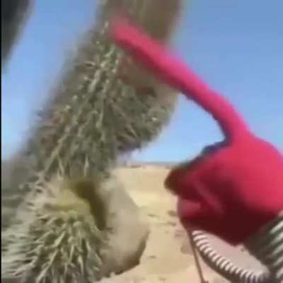 a ver cactus, quédate quieto un momento