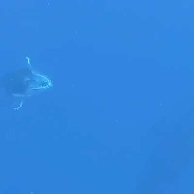 How about a whale zoomie