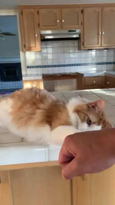 Cat Tap or Dap 👊🏼