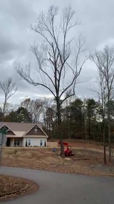 Dead tree completely falls apart when it hits asphalt.