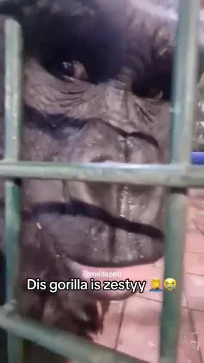 Zesty ahh gorilla (heil spez)