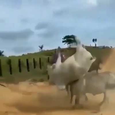 Cowflip