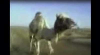 Funny animal voices😳😅 download habibi 2018 ما شاء الله last animal is very badd😖<wbr>😠😠👹
