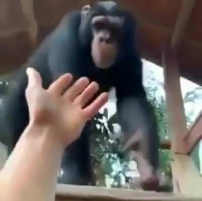 Monke