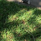 Saw this baby possum on my walk this morning. Why is it spinning like this?