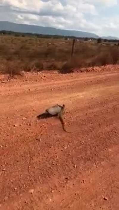 Disculparán mi ignorancia, pero desconocía que los Tatús son carnívoros