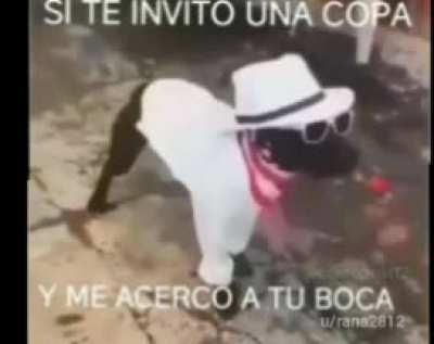 Perros Romanticos
