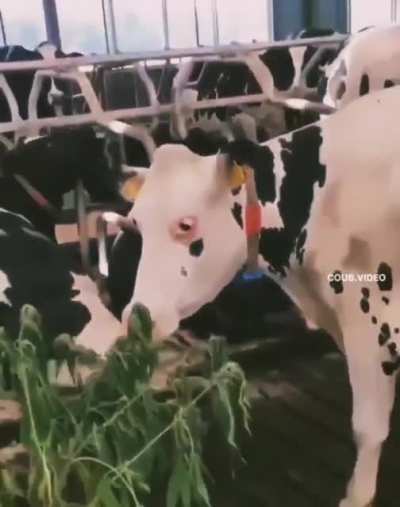 who gave cannabis to cows???🐂🤦‍♂️😈