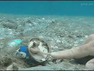 Nice to meet you, I'm Octopus!
