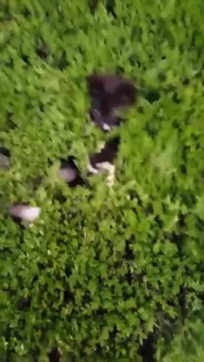 peek-a meow