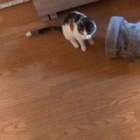 Cat attack