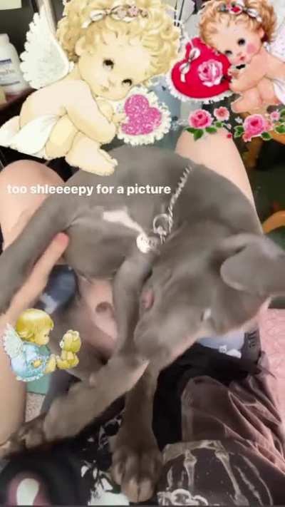 Cute doggy...