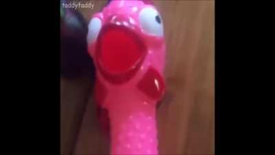 The chicken goes: