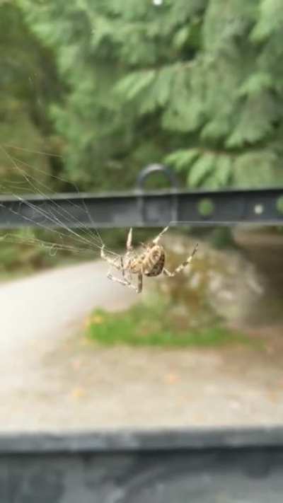 Just a nice little spider, spinning it's web.