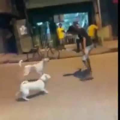 Borracho vs perros
