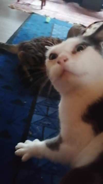 catbongos