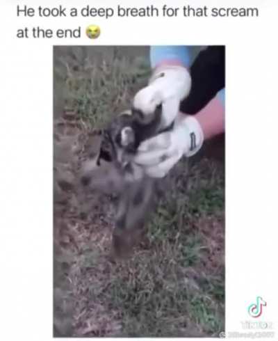 I hate tik tok but….