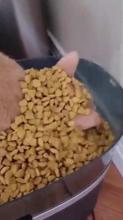 Bichinho jantando 