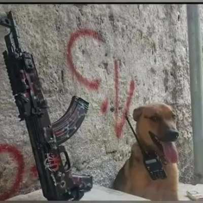 Cachorro carioca