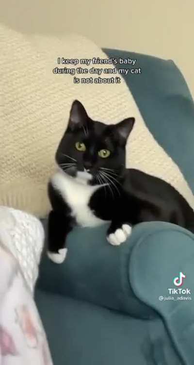 Cat is not having it
