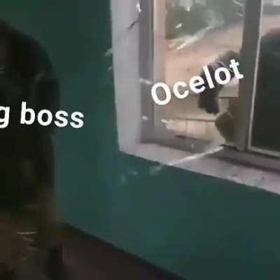 Pretty good