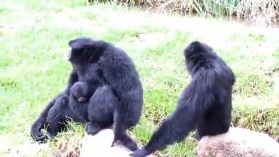 Monke
