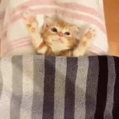 putting the kitten to sleep
