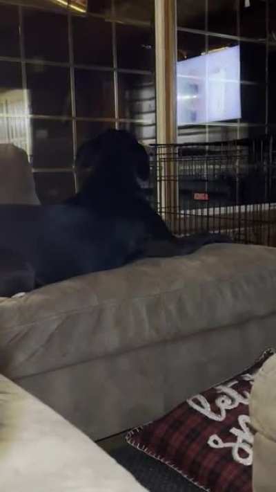 My dog broke.
