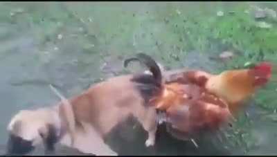 Por qué perro ctm!