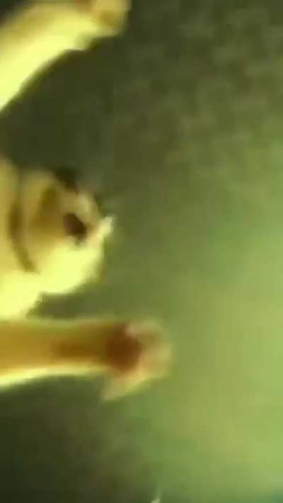 Angy wunk rave