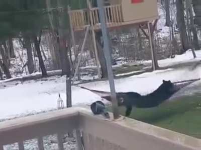 Bears playing on the hammock.