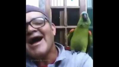 Parrot be like 