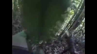 Indonesian soldier participating in an ambush againts Papuan rebel resulting a captured of Papuan rebel HQ.