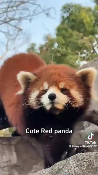Red pandas are so beautiful, just look at them 🥰