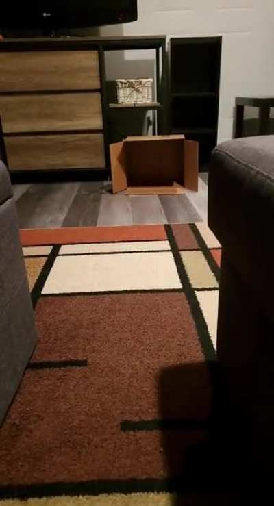 Witness me, human.