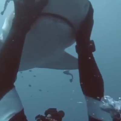 r/sharktits :)