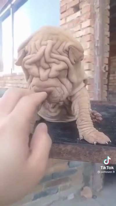 Old nigga puppy
