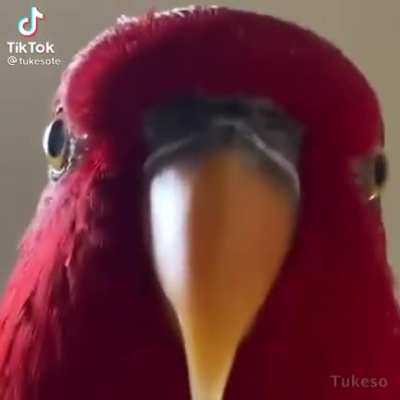 Wuewuewuewue