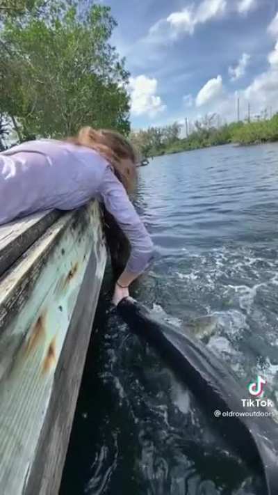 Big fish eats hotdog