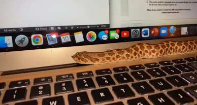 Porkchop being a distraction during homework time :)