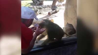 Baboon is amazed by magic trick