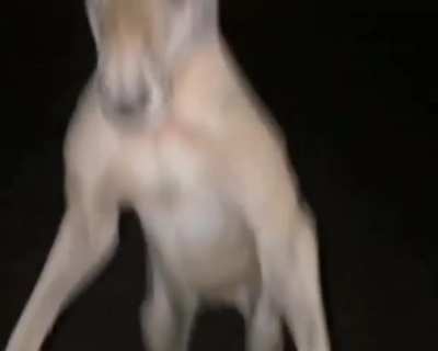 is that a kangar-