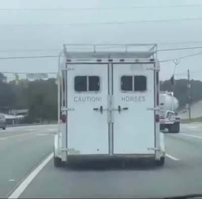 CAUTION: HORSES 🐴