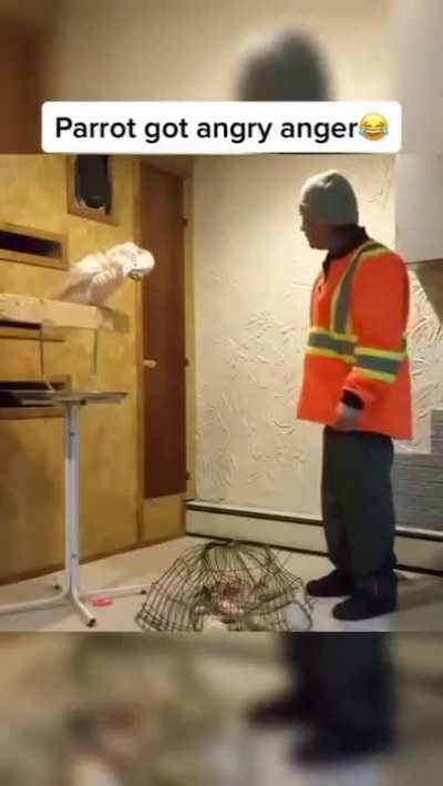 Why do I understand what the parrot is saying?
