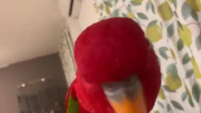 The colorful Chattering Lory is the most popular type of lory. They are named chattering lory because they generally chatter all day long. They are becoming loud in the morning for a short time after sunrise and during the evening before lights are turned