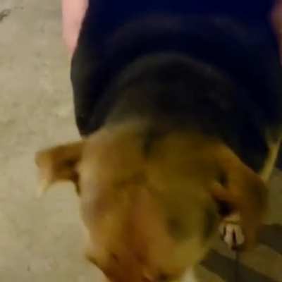 perro waton