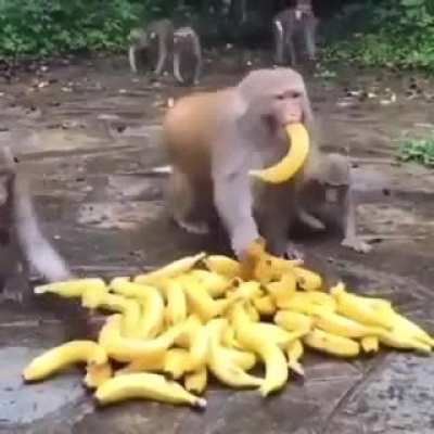 Banana harvest