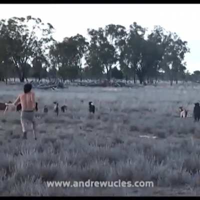 COCK in GOAT