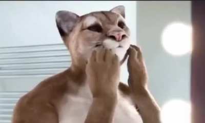 Lol wtf, an humanized cougar using Orangina as an aftershave....oh