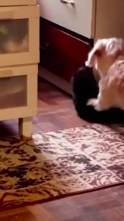 I Decided To Make A Cute Little Montage of My Cat & Dog :D
